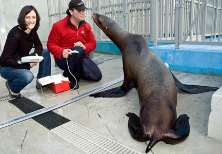 Researcher and trainer prepare to measure blubber thickness of the Steller sea lion using an ultrasound machine.