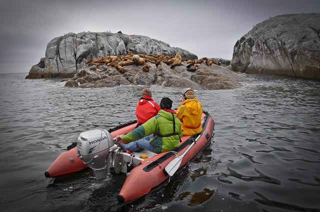 Steller sea lion count