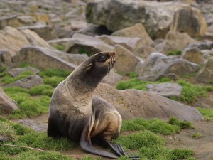 Female returns from foraging trip