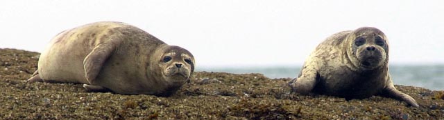 harbour seals