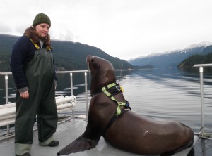 Collecting data on trained sea lions diving in the open ocean (UBC's Open Water Research Station)