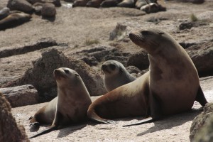Australian fur seals on Kanowna Island, Australia (Photo B. Volpov)