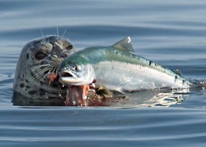 Seal and salmon