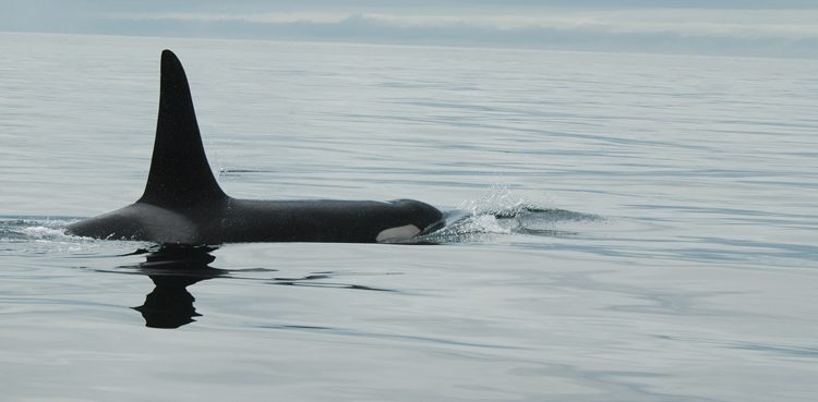 killer whale
