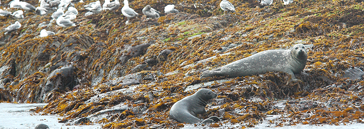 harbor seal