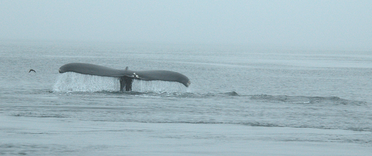 Humpback whale