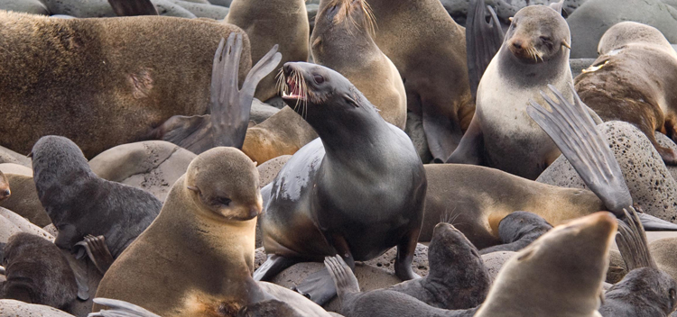 northern fur seal