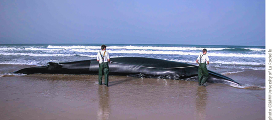 A beached fin-whale (Balaenoptera physalus) being measured by members of the French Stranding Network.