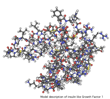 endocrine_ag3