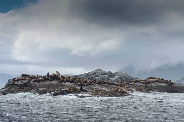 Steller sea lions -- caption?