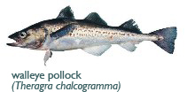 rosenkumagai_walleye