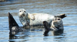 harbor_seals