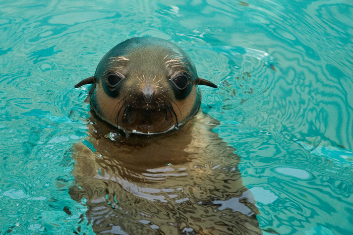 Michi, one of the young fur seals that participated in the study at the Vancouver Aquarium