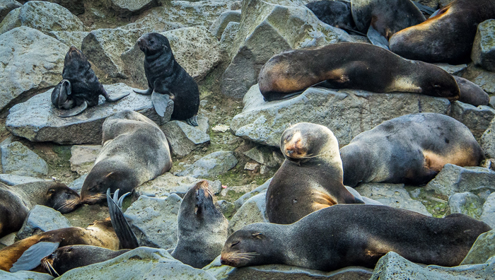 Two northern fur seal pups amongst sleeping adult females on the Pribilof Islands. 