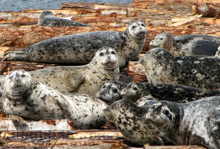 Harbor seals in Cowichan Bay rest and give birth on floating piles of logs destined for a nearby saw mill.