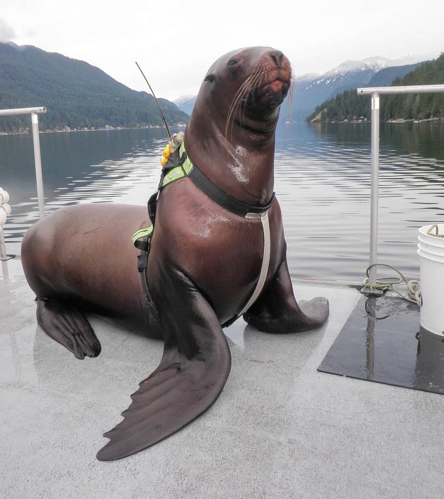 Sitka, one of 4 Steller sea lions trained to wear a harness carrying scientific instruments while swimming and diving in Indian Arm - a steep-sided glacial fjord near the Open Water Research Station.