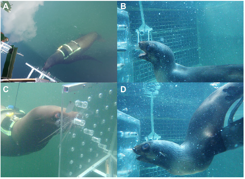 Subjects feeding from the experimental apparatus. (A) Top-down view of a Steller sea lion feeding from the apparatus. (B) A northern fur seal displaying wide gape with no lateral gape occlusion. (C) A Steller sea lion using suction and vibrissae. (D) A northern fur seal using vibrissae while using a biting feeding mode.