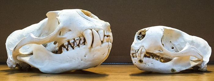 Steller sea lion skull on left, northern fur seal on right.