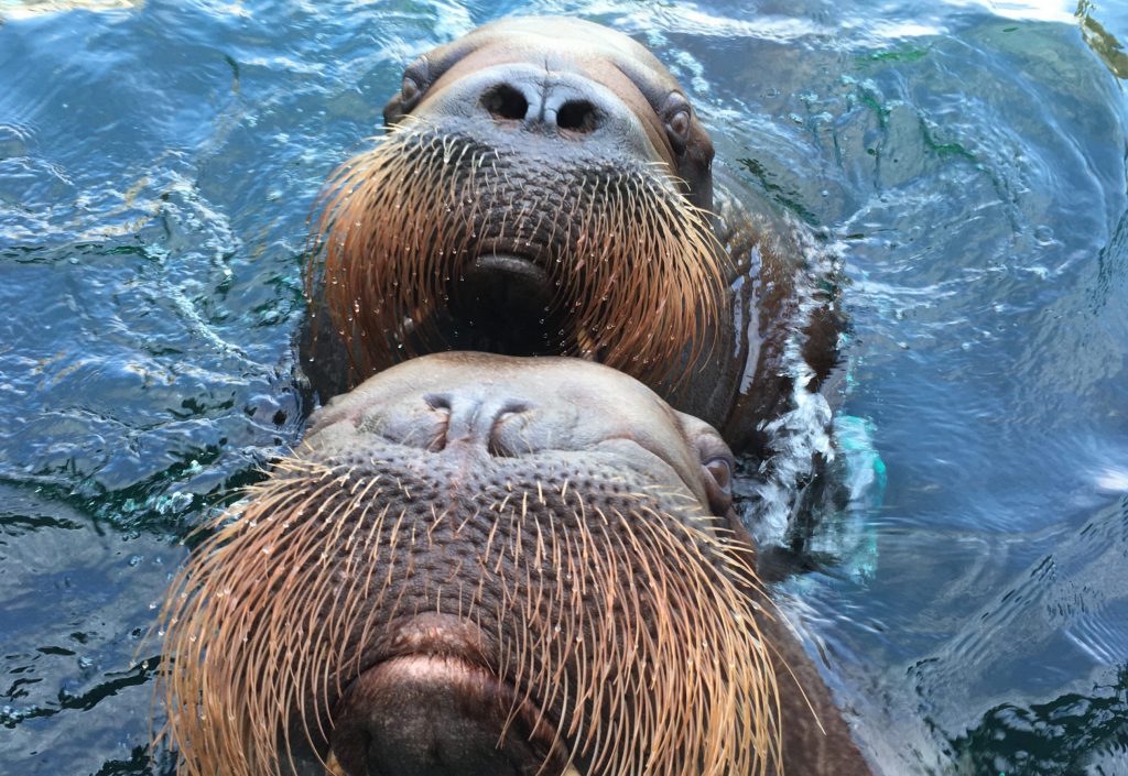 Walruses swimming
