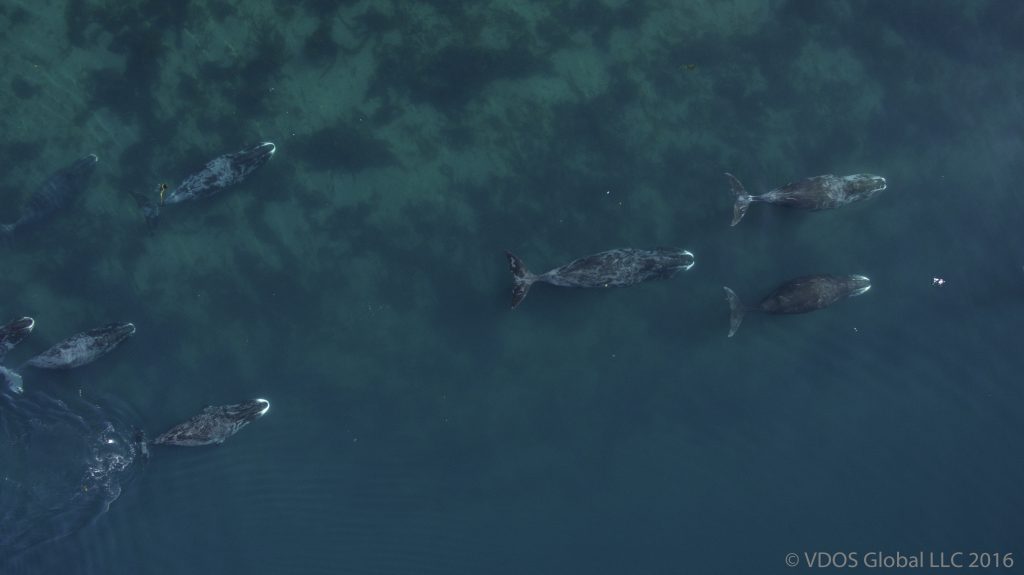 Bowhead whales for MMRU on the move
