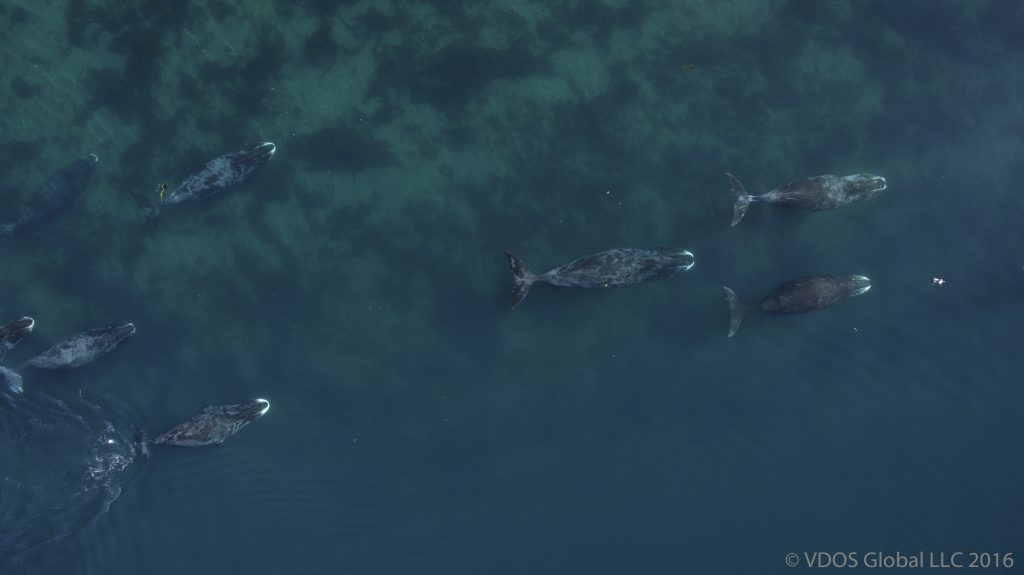 Bowhead whales for MMRU on the move
