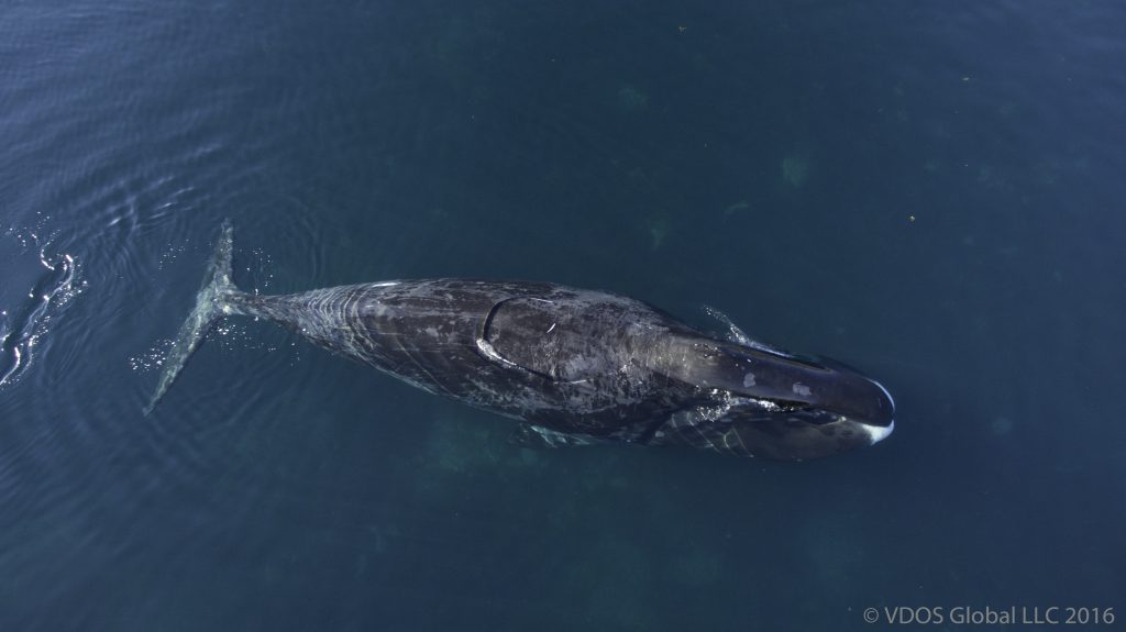 Bowhead whale for MMRU
