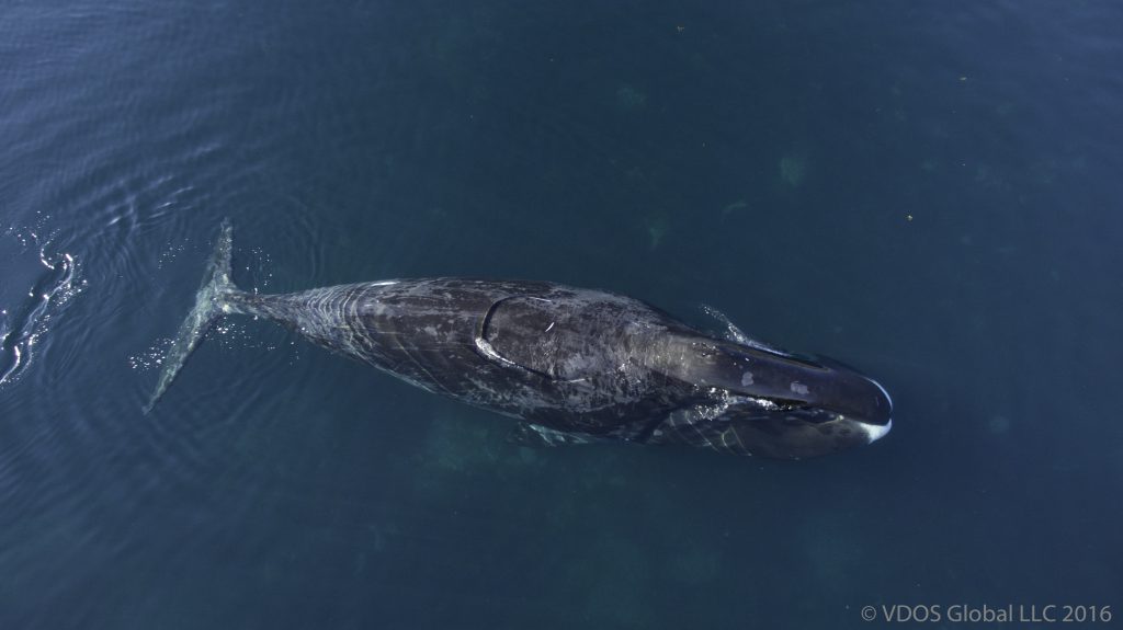 Bowhead whale for MMRU
