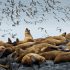 Ecopath, Virtual Ecosystems, and the Status of the Gulf of Alaska