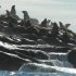 Seasonal Differences in Biochemical Adaptation to Fasting in Juvenile and Subadult Steller Sea Lions