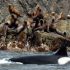 Predator Puzzle: New evidence for predation as key factor in Steller Sea Lion collapse