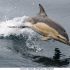 Eating right – key to survival of whales and dolphins