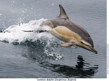 Whale and Dolphin Research in the Northeast