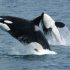 Portrait of a Predator: Photo study leads to estimate of killer whale population