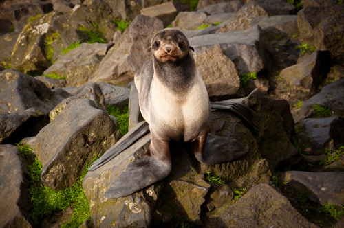 northern fur seal