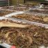 Reconstructing the Past: Prehistoric data helps to assess modern Pacific cod fishery