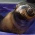 Northern fur seals – a Tale of Two Critters