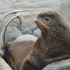 21st Annual B.C. MARINE MAMMAL SYMPOSIUM