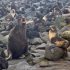 Foraging in Fine-Scale