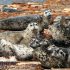 Is predation by harbor seals on juvenile fish responsible for the poor recovery of salmon?