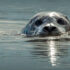23rd Annual B.C. MARINE MAMMAL RESEARCH SYMPOSIUM