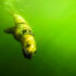 Decisions at Depth: Does prey availability drive foraging behavior?