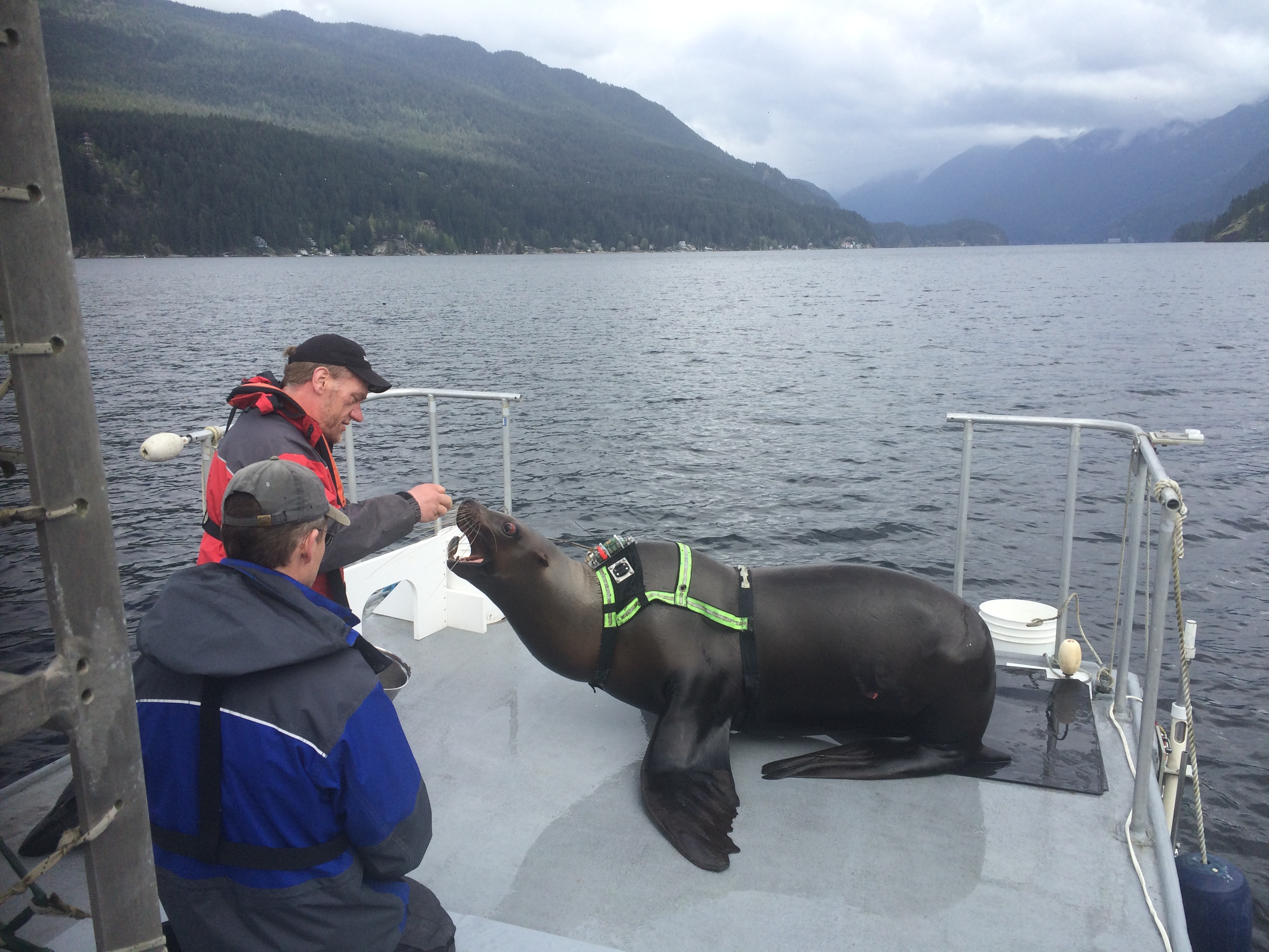 image4-2 – Marine Mammal Research Unit