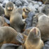 High-Tech Tracking in the Bering Sea