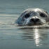 Analyzing Appetites in Harbor Seals