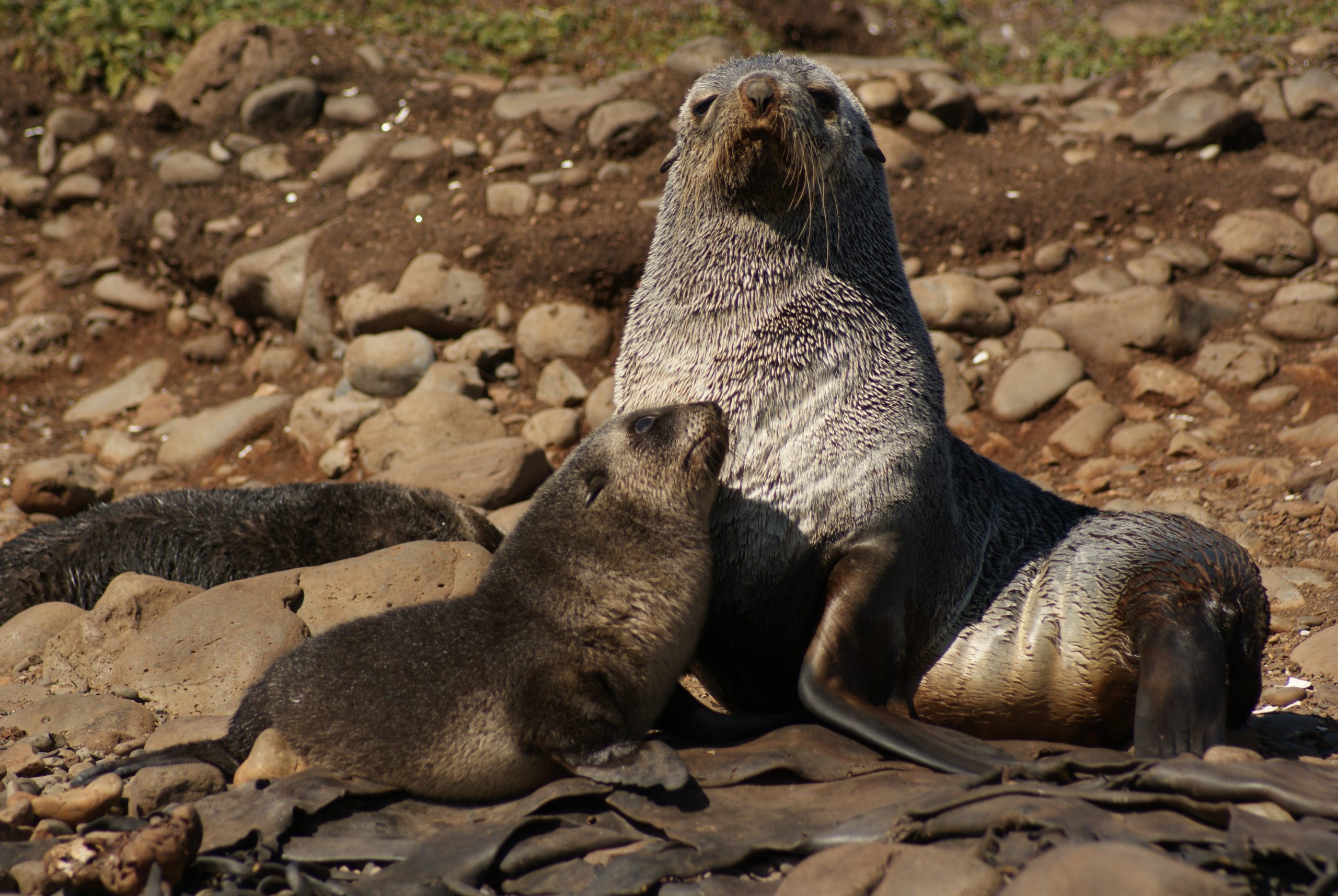 Fur Seals in Focus – Marine Mammal Research Unit