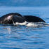 25th Annual B.C. MARINE MAMMAL SYMPOSIUM
