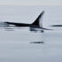 27th Annual BC Marine Mammal Symposium
