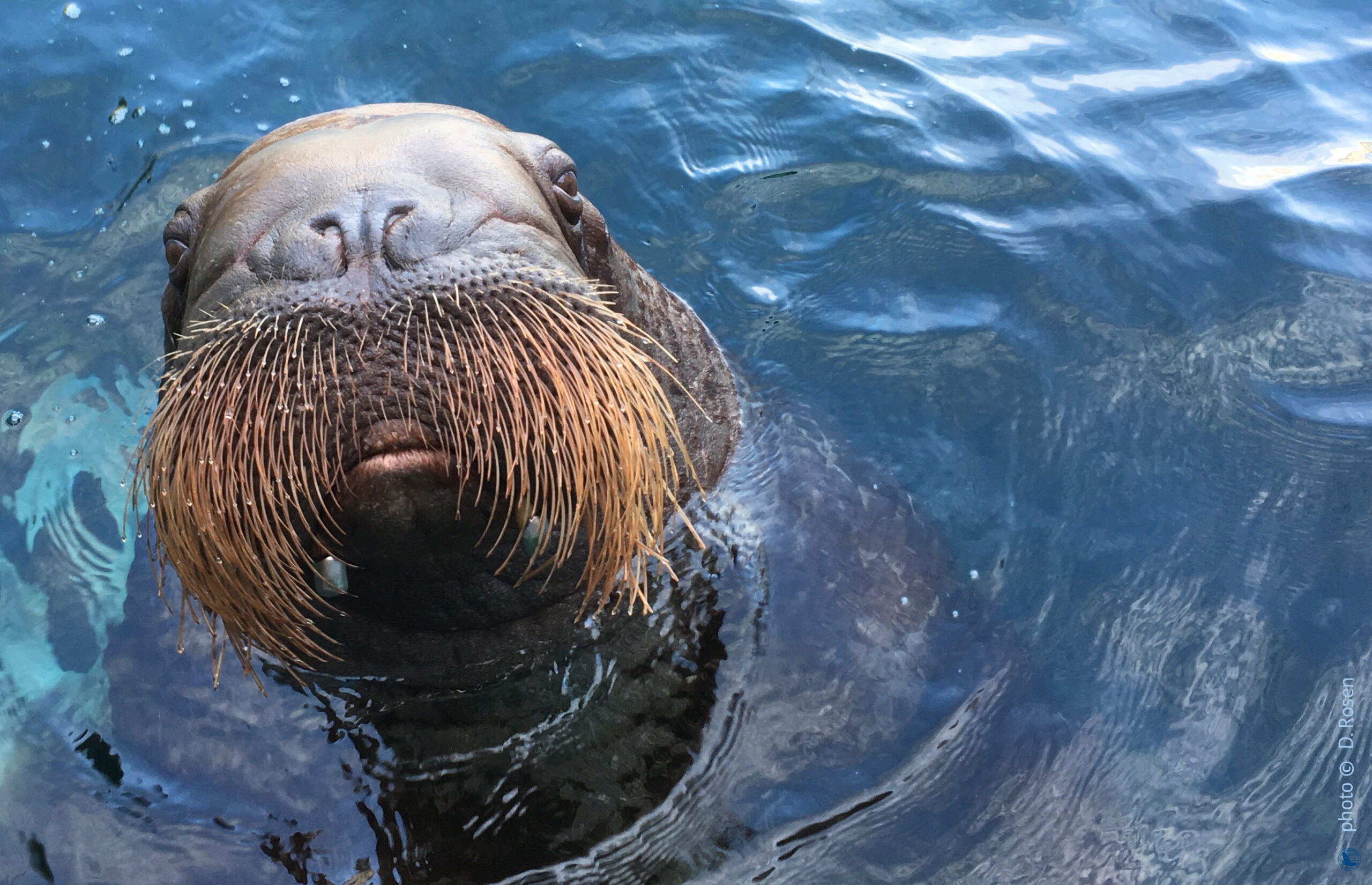 GO WALRUS GO! – Marine Mammal Research Unit