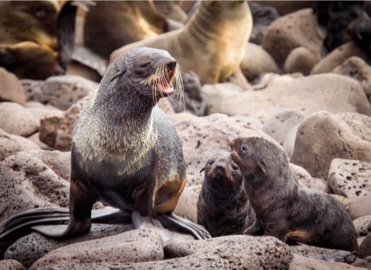 Jeanniard_du_dot_et_al_2017 – Marine Mammal Research Unit