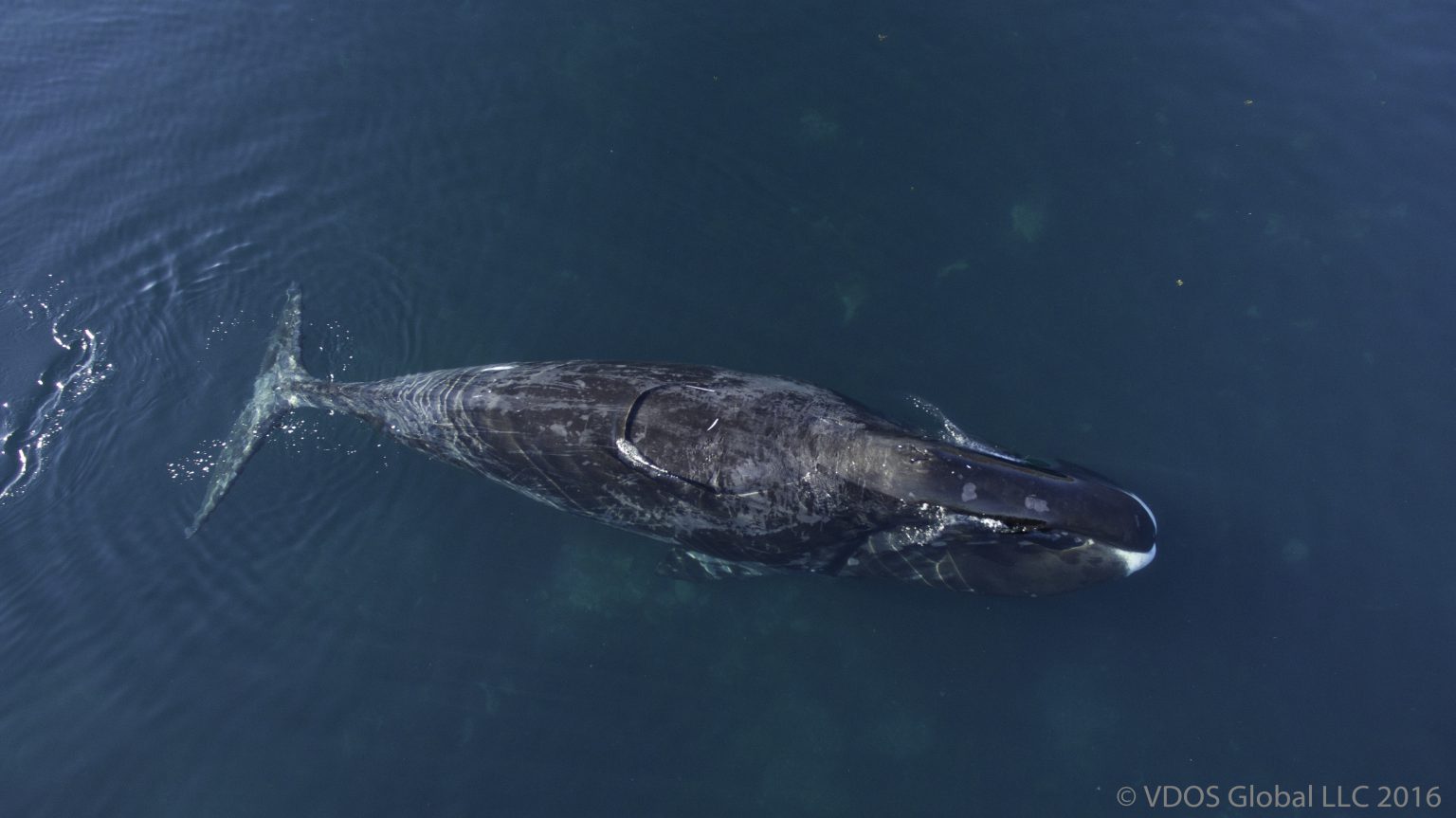 Bowhead whales feed year-round in Cumberland Sound, Nunavut – Marine ...